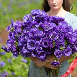 Маленькое фото 2: Анемон Де-Кан Блю (De Caen Blue)