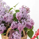 Маленькое фото 3: Корзина с сиренью M