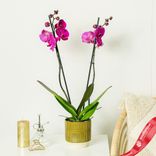 Маленькое фото 1: Орхидея фиолетовая