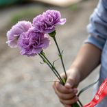 Маленькое фото 1: Букет из 3 сиреневых гвоздик сорта Диантус, Голландия