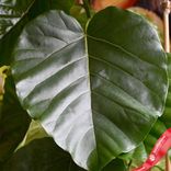 Маленькое фото 3: Фикус Умбеллата XL, дерево