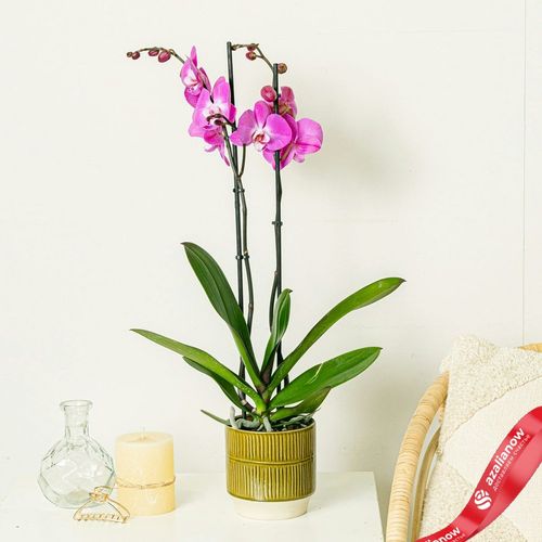 Фото 3: Орхидея темно-розовая