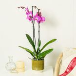 Маленькое фото 3: Орхидея темно-розовая