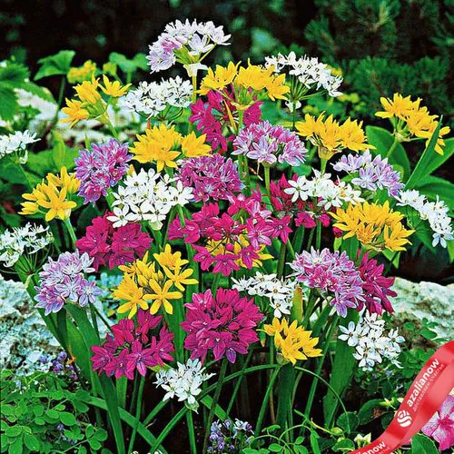 Фото 2: Аллиум Смол Флауринг Микс (Small Flowering Mix)