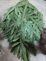 Фото флориста 1: Нобилис 5 кг