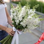 Маленькое фото 1: Букет из 15 белых дельфиниумов с белой лентой