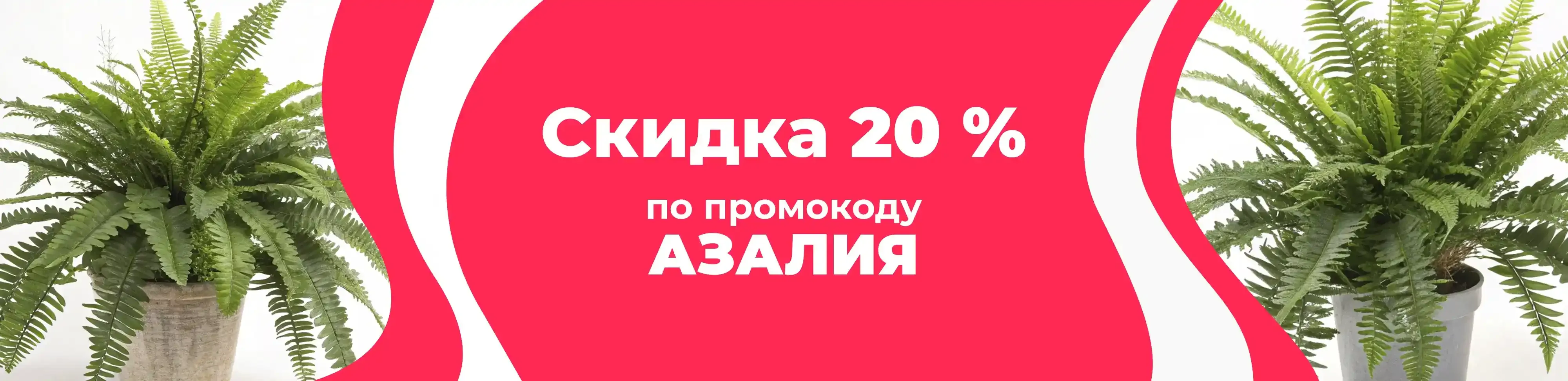 Баннер для рубрики: Папоротники