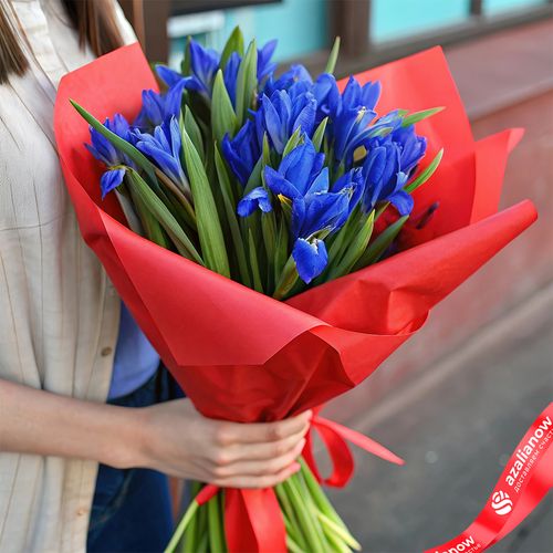 Букет из 15 синих ирисов в красной пленке