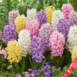 Маленькое фото 1: Гиацинт Пастель Микс (Pastel Mix)