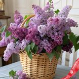Маленькое фото 1: Корзина с сиренью L