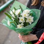 Маленькое фото 1: Букет из 7 белых нарциссов в зеленой пленке