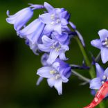 Маленькое фото 4: Гиацинт Вуд Микс (Wood Hyacinth Mix)