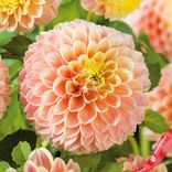 Маленькое фото 2: Георгин Свит Сьюзан (Sweet Suzanne)