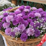 Маленькое фото 2: Букет из 101 фиолетовой гвоздики с гипсофилой в корзине