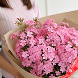 Маленькое фото 2: Букет из 45 розовых флоксов в крафте
