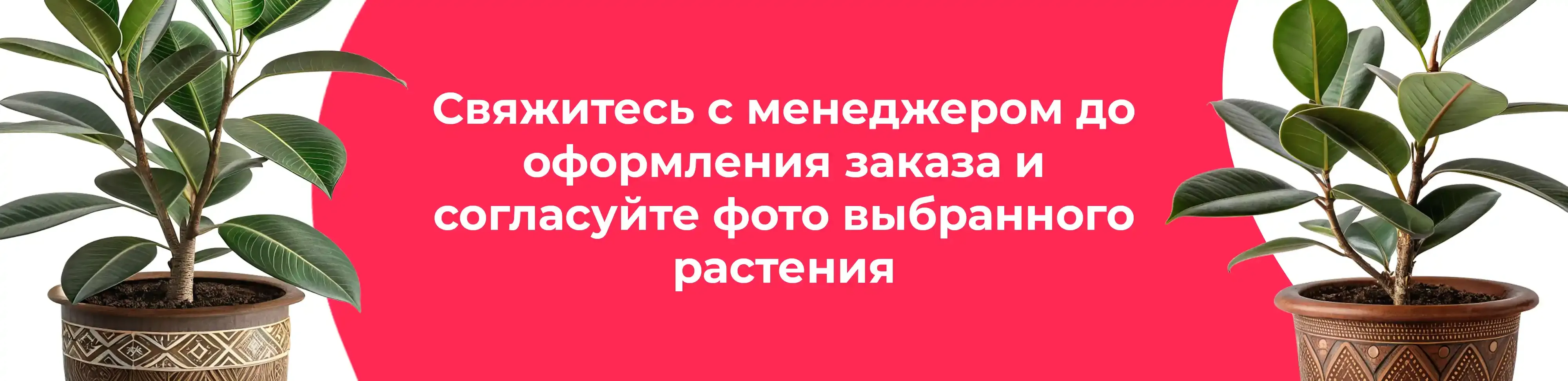 Баннер для рубрики: Фикусы эластика микс
