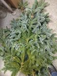 Фото флориста 6: Нобилис 5 кг