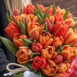 Маленькое фото 2: 101 пионовидный оранжевый и красный тюльпан, Голландия