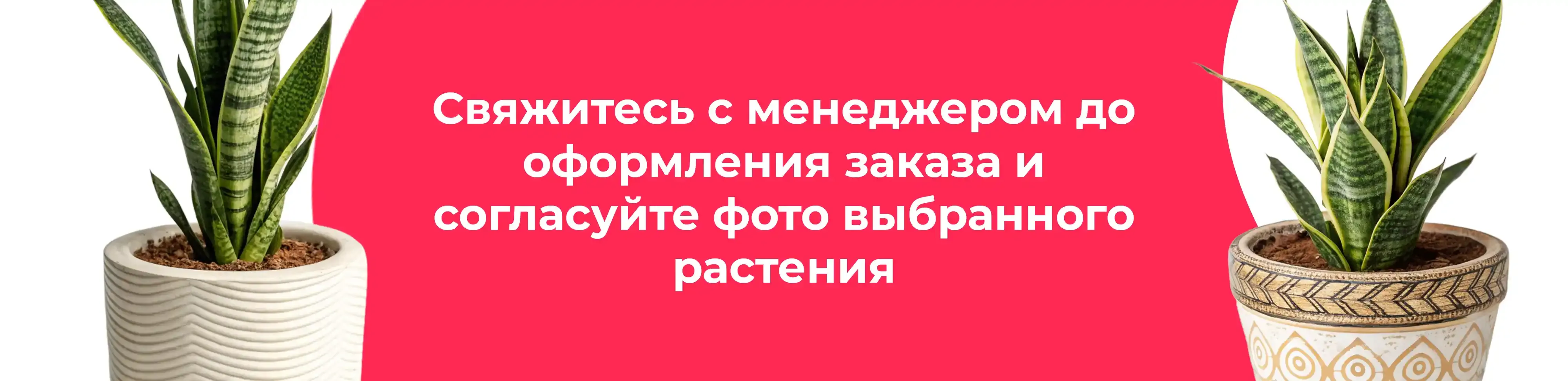 Баннер для рубрики: Сансевиерии Твистер