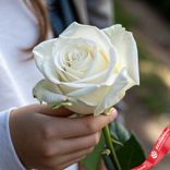 Маленькое фото 2: Роза белая, Эквадор, 60см