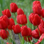 Маленькое фото 1: Луковицы тюльпанов «Рэд Импрешн»