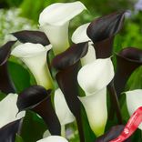 Маленькое фото 1: Калла Блэк Уайт Микс (Black White Mix)