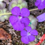 Маленькое фото 3: Жирянка круглораздельная