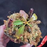 Маленькое фото 4: Непентес Раджа x Лоуи