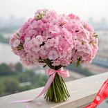Маленькое фото 1: Букет из 19 розовых флоксов с розовой лентой