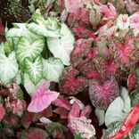 Маленькое фото 2: Каладиум Фэнси Лиф Микс (Fancy Leaf Mix)