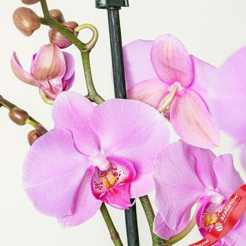 Фото 4: Орхидея светло-розовая (домашние растения в горшках)