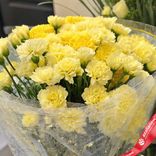 Маленькое фото 3: Букет из 25 желтых гвоздик в пленке с лентой, Голландия