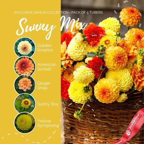 Фото 4: Георгин Санни Микс (Sunny Mix)