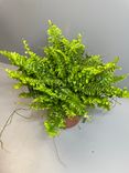 Фото флориста 1: Папоротник хлопковая конфета