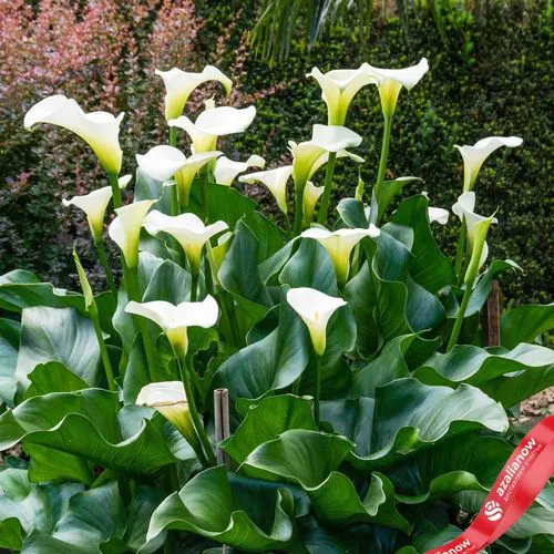 Калла Эфиопика (Aethiopica)