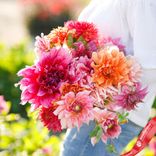 Маленькое фото 1: Георгин Кантри Файр Микс (Country Fair Mix)