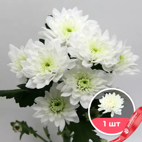 1 белая кустовая хризантема