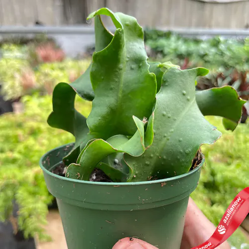 Фото 4: Орхидея Кактус Кудрявая Сью