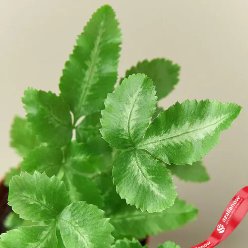 Фото 4: Папоротник Альбо Pteris Cretica