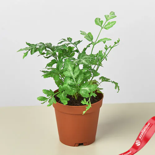 Папоротник серебристый кружевной Pteris Ensiformis