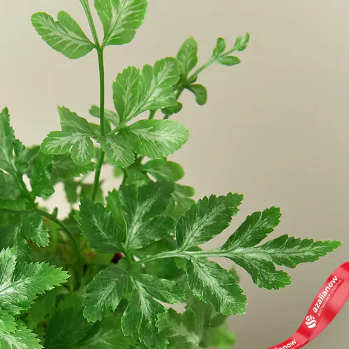 Фото 2: Папоротник серебристый кружевной Pteris Ensiformis