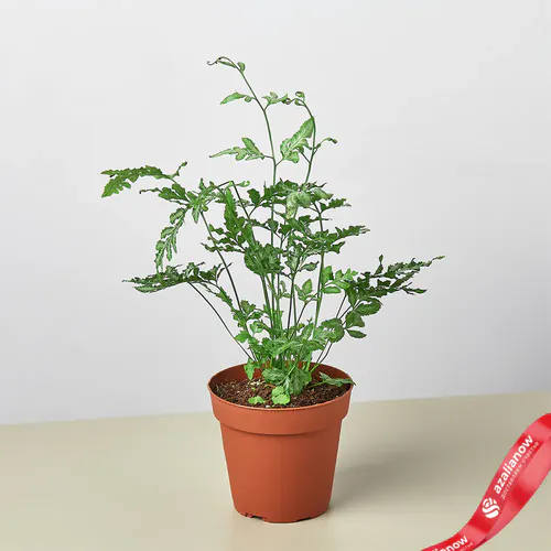 Фото 6: Папоротник серебристый кружевной Pteris Ensiformis
