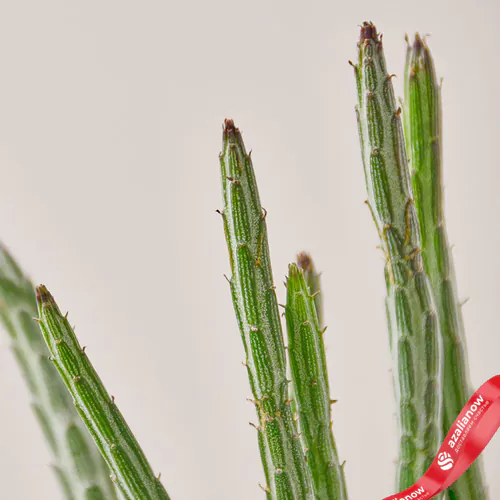 Фото 2: Сенецио суккулентный Senecio Stapeliiformis Огуречное растение