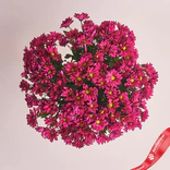 Маленькое фото 2: 15 кустовых малиновых хризантем, Голландия