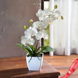 Маленькое фото 1: Орхидея белая в горшке «Очарование орхидеи»