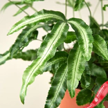 Маленькое фото 2: Папоротник Альбо Pteris Cretica