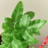 Маленькое фото 4: Папоротник Альбо Pteris Cretica