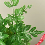 Маленькое фото 2: Папоротник серебристый кружевной Pteris Ensiformis