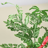 Маленькое фото 3: Папоротник серебристый кружевной Pteris Ensiformis
