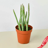Маленькое фото 1: Сенецио суккулентный Senecio Stapeliiformis Огуречное растение